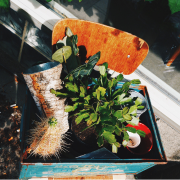 Garden Waste Clearance Images